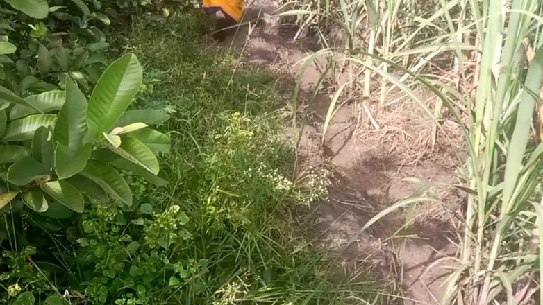 Priyanka314: 구아바 농장에서 가슴을 잡고 쥐어짜는 인도 친구의 마누라