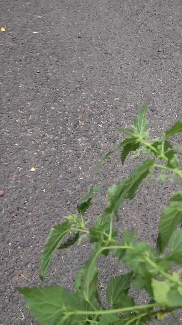 Terpene: Nettle Outdoors