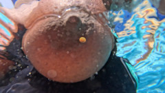 Black Swan: 彼は突然私の水着を横に引っ張り、プールで私をファックします