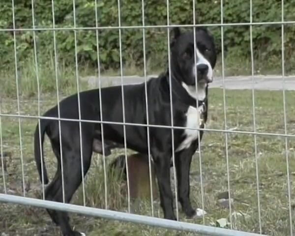 BB Video - Vintage Story: Mamă sexy germană amatoare în aer liber cu țâțe naturale mari, brunetă...