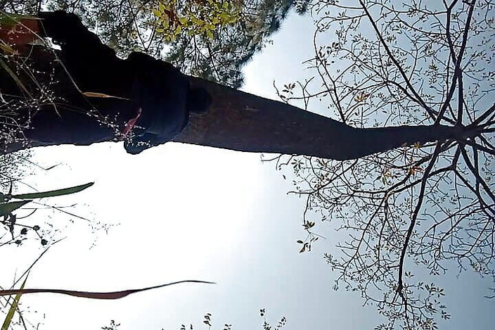 Gangbang straight: Писсинг на дерево