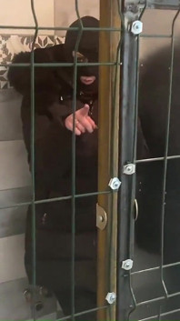 밀피칼라 늙은이 모음집. 난 너의 창녀였어 6