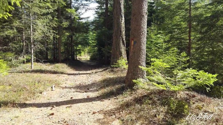 Lizandted: Wild sex in the woods