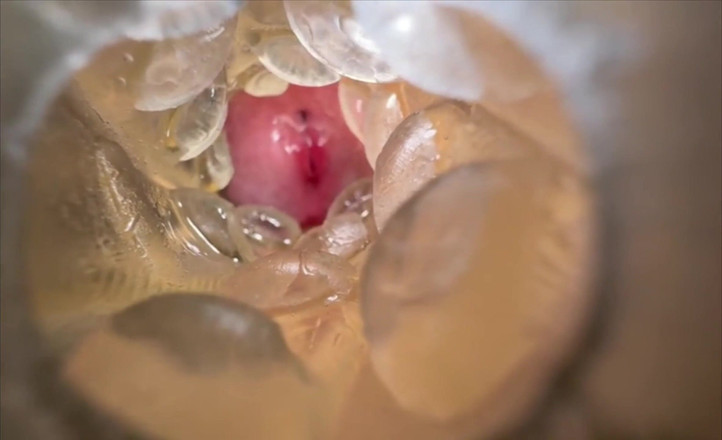 Bigbadfriendlyguy: Enorme preñada con vista interna mientras folla Fleshlight, gime y...