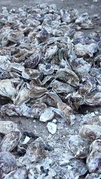 La miLF francese si spoglia, succhia e cavalca il cazzo delle consegne