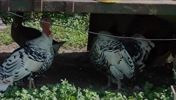 Java Consulting: Dirty girl gets shut off outdoors in the mud