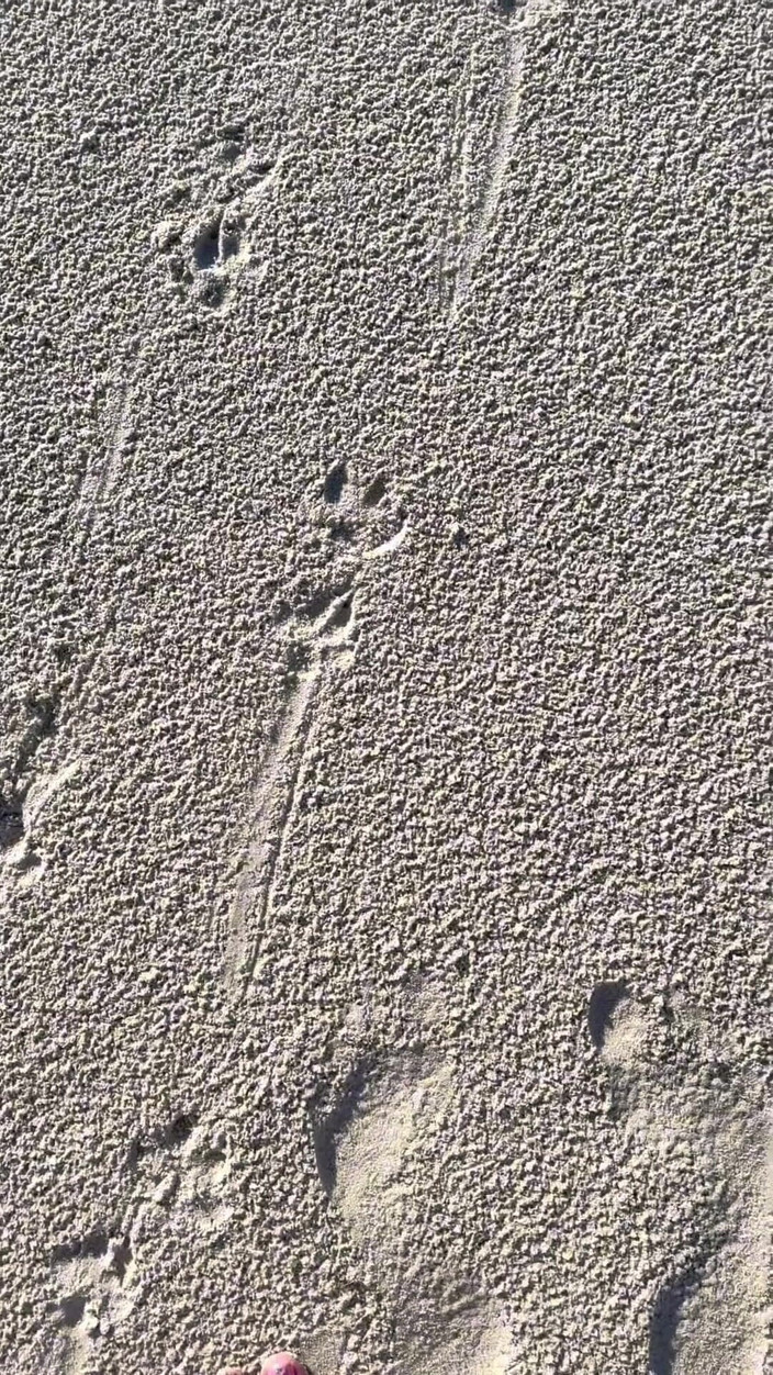 Peppermint Giantess: Vergleich der Größe 16 Fuß zu Sandabdrucken am Strand