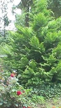 Horny Garden Party (zremasterowany) - Sweetheartsclassic
