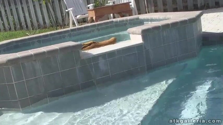 ATKIngdom Fans: Una calda masturbazione a bordo piscina con La faccia di...