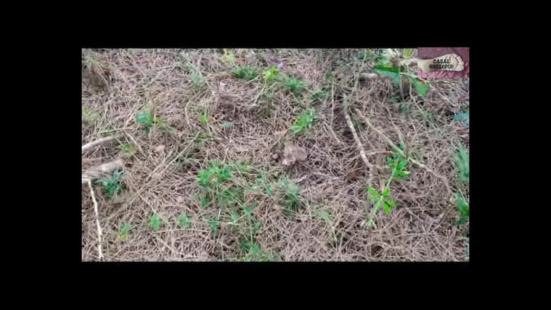 Casal Gresopio Female: Přistávání v lese 1
