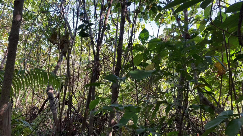 Pinay Shena Mae: Nature Ft. sexo