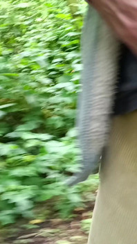 Big Uncut Cock Out Walking, Pissing, Wanking in the Woods Wearing Cords - Rockard Stepdaddy