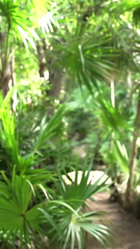 Tease in the Jungle