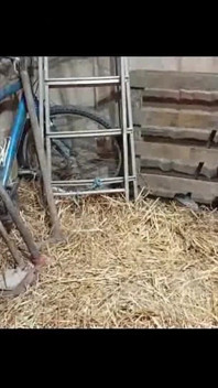 Eine lesbische Sklavin im Heuhaufen 1 - Ansehen