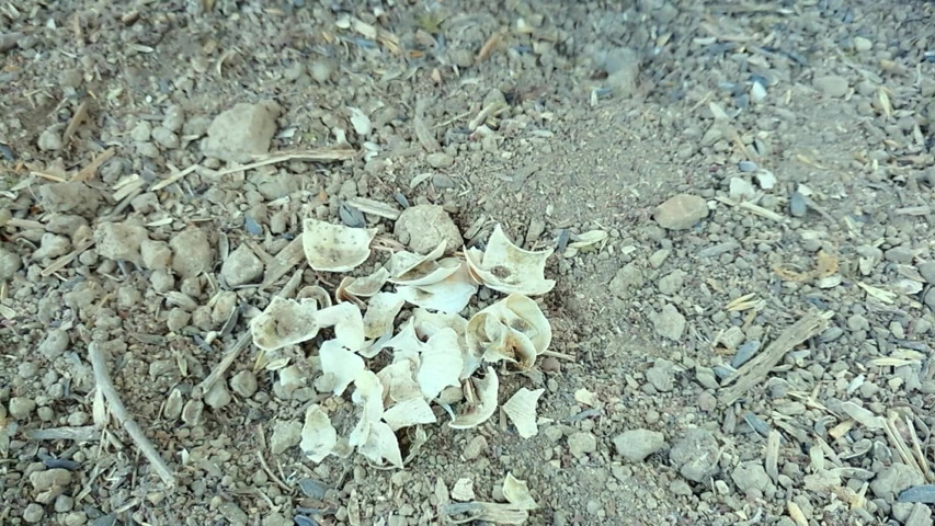 Jerk off and Cum After Empty Shells Are Crushed by Boots (Idmir Sugary) Jerk off and Cum After Empty Shells Are Crushed by Boots (Idmir Sugary)