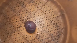 Penis für dich