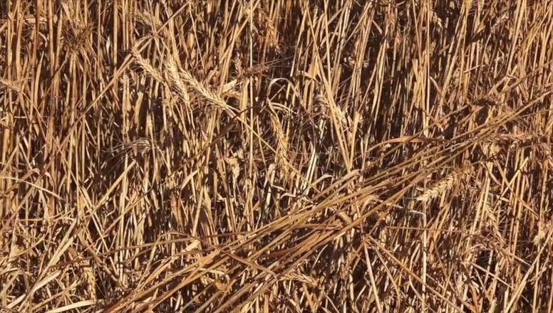 Colby Knox: Farm Hands