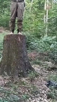 Chasse sur une souche, première partie