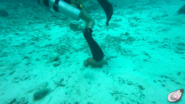 Mistress Pink Pearl: 보네르에서 가장 발정난 문어를 만나는 슈퍼걸