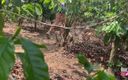 Koach Rock: Играя на кофейной плантации, это не время сбора урожая, но это время глубокой глотки
