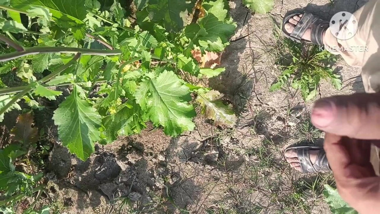 Savita5343: 겨자 밭에서 후배위 스타일로 따먹히는 마을 인도 바비. 야외 섹스 인도 바비와 드와르