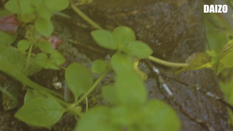 Daizo Premium: Indische vriendin romantische verleidelijke seks met vriendje Riverside