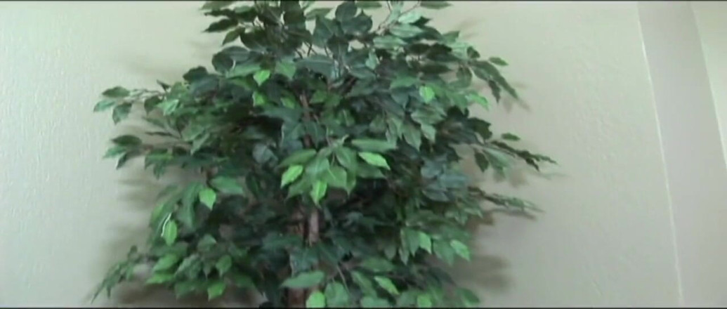 Black Sinner: Riesiges schwarzes arsch-mädchen liebt großen schwarzen schwanz in der muschi