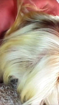 Si blonde warna _ awek kecil molek dikongkek dan dipancut muka