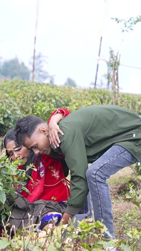 Orang Asing Membantu Tea Garden Girl.