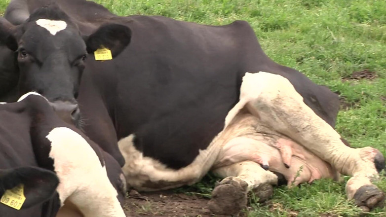 King Of Amateur: The Farm of the Perverse Peasant Women