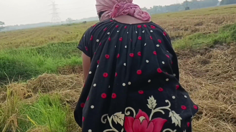 my house: Pee of the Village in Outdoor Field of Paddy Cutting...