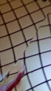 Sexdoll Fuck Masturbation and Deep Creampie