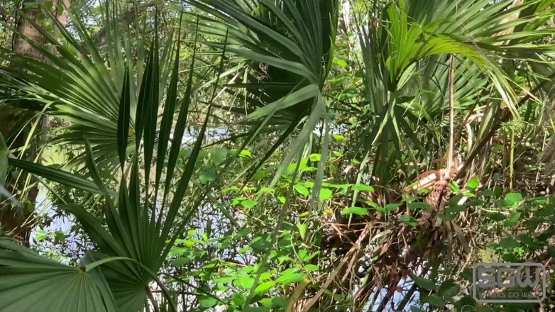 Sparks Go Wild: Hiking and Fucking at the Myakka River