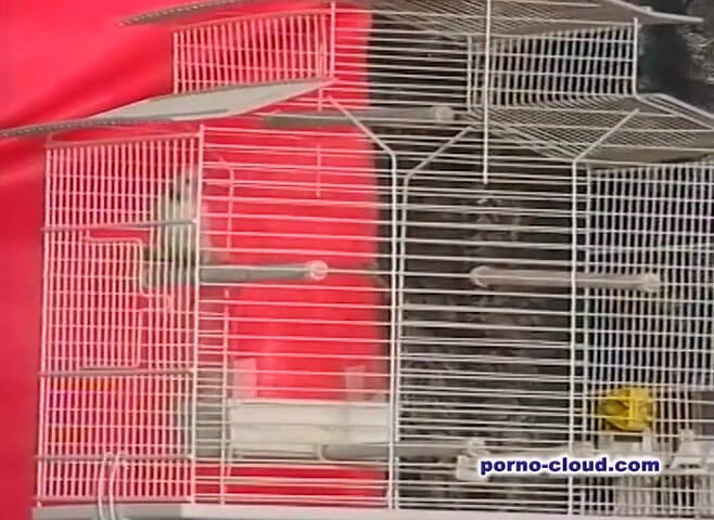 Porno Cloud: Секрет арабки - DVD