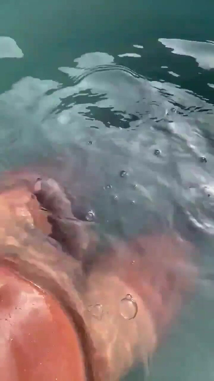 Vida Noite: Ouvindo o áudio gooning na piscina e se masturbando