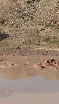 A Great Mud Adventure