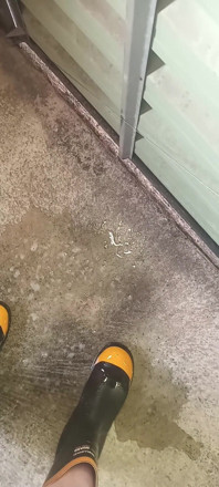 Pissing on Steel Toe Black Rubber Wellies