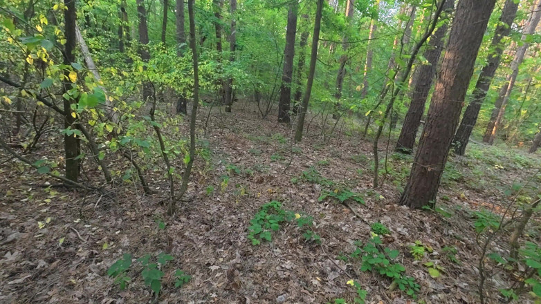 DevilbitchNat: A Walk in the Forest