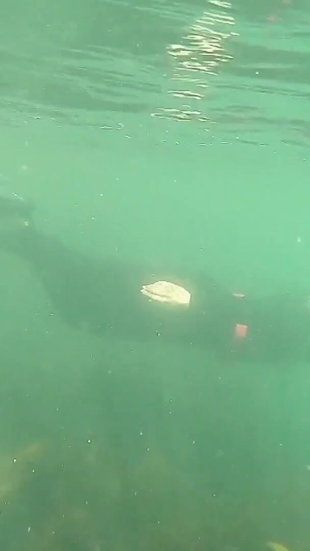 UKCuteGirl Lucy Lauren: Open Water Freedive Ultra Long Fins, Wetsuit &amp;Snorkel Gear