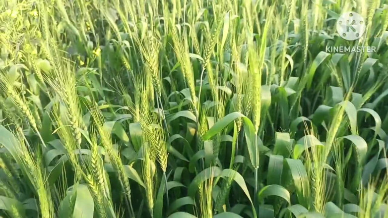 Savita5343: Ấn Độ làm tình ngoài trời. Chachi đụ trong tư thế doggy...