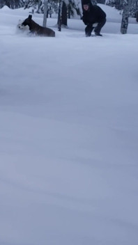 ¿Qué haces cuando nieva?