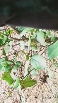 在霍里日操妻子