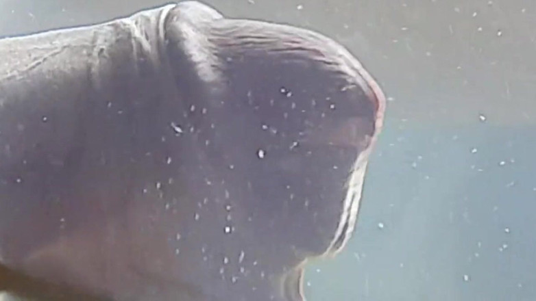 XxyTherry: Kondom mit Wasser mit Sperma gefüllt. Einer der besten cumshots,...