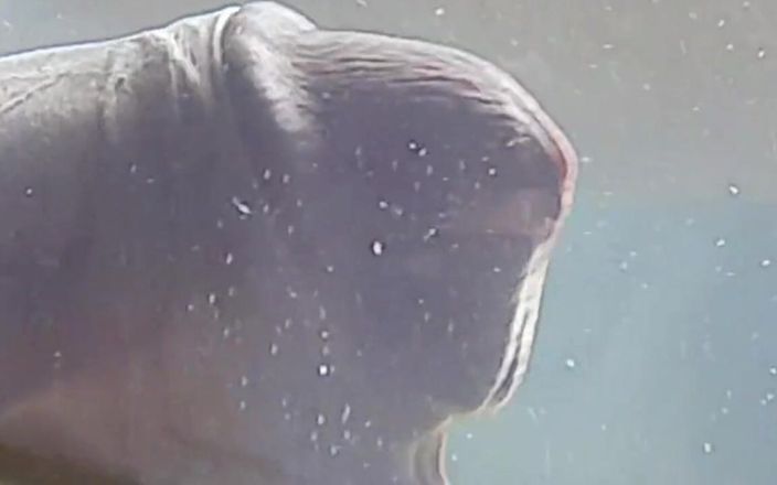 XxyTherry: 精液で満たされた水が入ったコンドーム。あなたが今までにSeen.mp4最高の射精の1つ