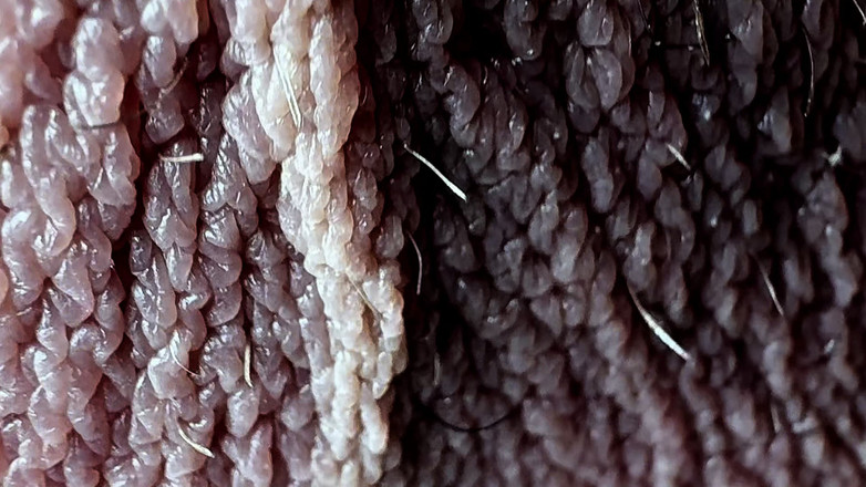 Leonardo-1974: 卵を最後までマッサージ