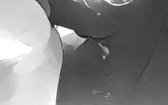 Kelinci salju