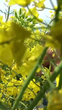 Sexy brunette hoer opent haar poesje samen met kont tot harde pik in een veld vol bloemen
