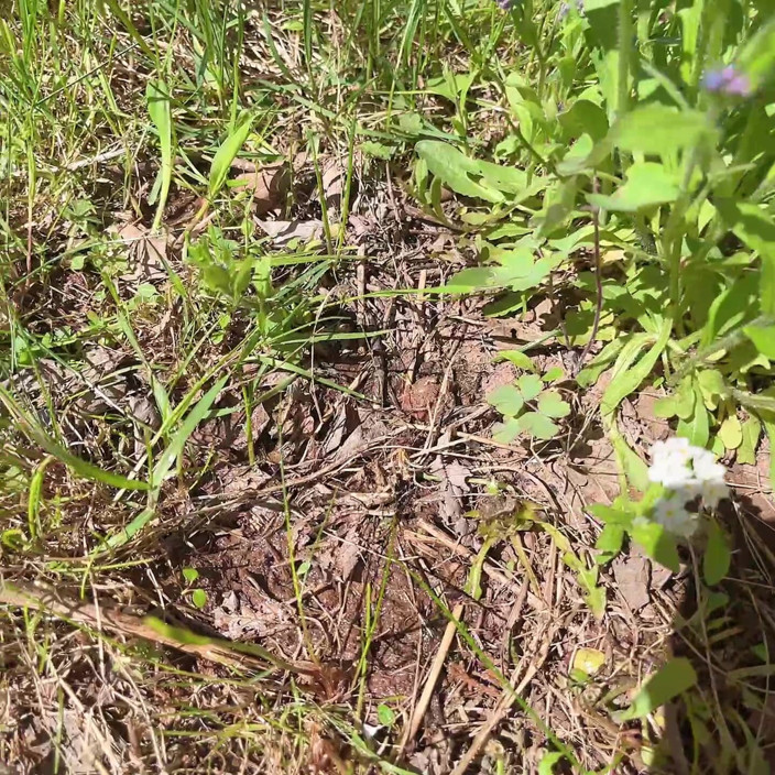 sweethanajapanese: Piscia Vagina per Cura Dell'albero Dei Fiori