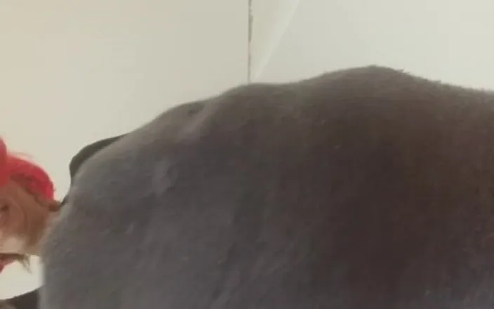 savannahamatoriale: Cumming, You Pig!