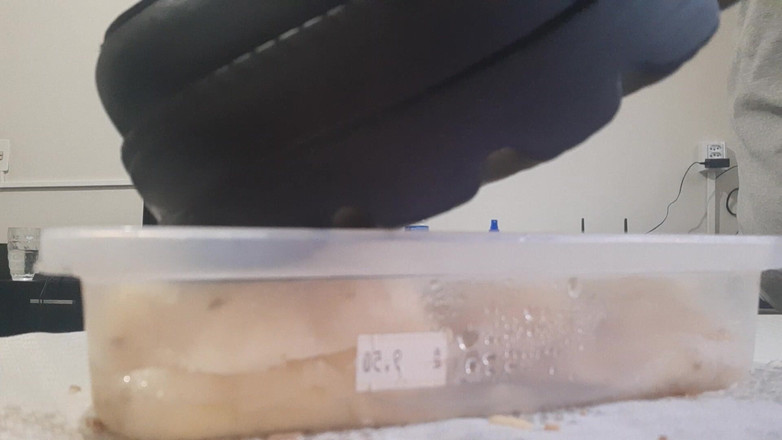 Bladexfeet: Menghancurkan Nanas Dengan But